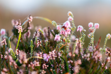 Heathland Closeup