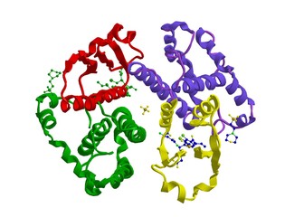 Molecular structure of Glutathione S-transferases (GSTs) also known as ligandins