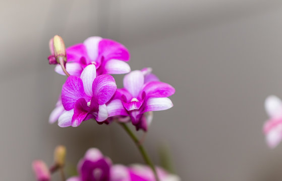 Fototapeta orchid purple flowers