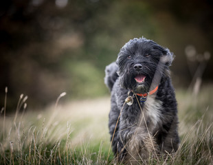 The Tibetan Terrier