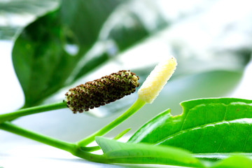 eaves and flower of Wildbetal Leafbush (Piper sarmentosum Roxb) on white isolated background.