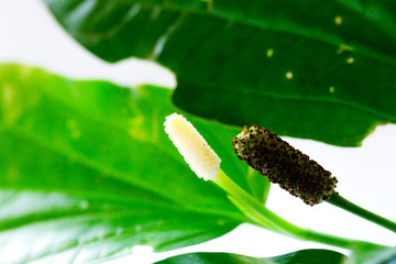 eaves and flower of Wildbetal Leafbush (Piper sarmentosum Roxb) on white isolated background.