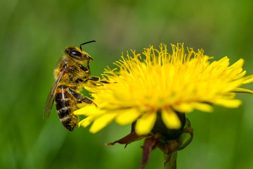 Honeybee on a Dandelion gathering nectar