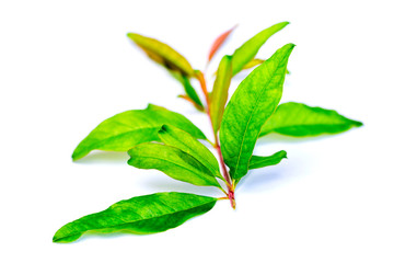 Pomegranate branch and leaves on white isolated