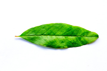 Fototapeta na wymiar Pomegranate leaves on white isolated