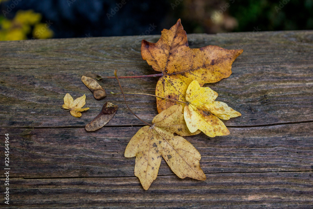 Wall mural autumn leaves on wooden background