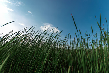 Creative layout made of green leaves. Flat lay. Nature background