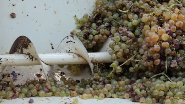 Grape harvest: grape sheller at the work with white grapes
