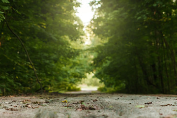 High trees with green leaves along a forest trail with a wooden corridor. Creative, magical background, fantasy.