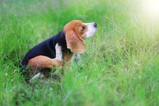 Beagle dog scratching body in the field .