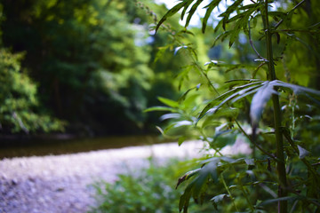 Fluss im Schwarzwald
