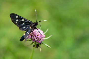 Nine-spotted moth or yellow belted burnet on a flower with a green background
