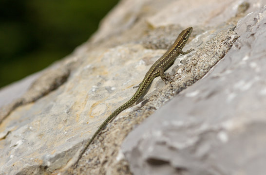 lucertola su citofono