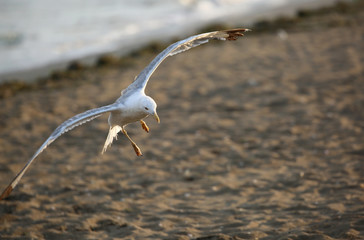 seagull lands on the sand of the beach