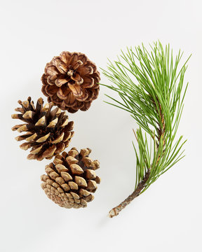 Pine branch with pine cones
