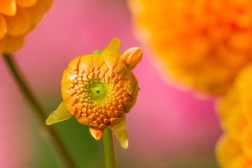 Orange Balldahlie (Asteraceae) blüht im Licht der aufgehenden Sommersonne.