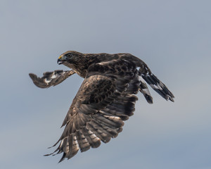 Red-tailed and broad winged hawks at NH Audubon raptor release during hawk migration