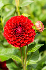 Rote Dahlie Cornel (Asteraceae) Blume blüht in der Sommersonne.