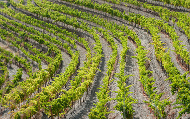 Fototapeta na wymiar Close-up of vineyard in Priorat, Spain.