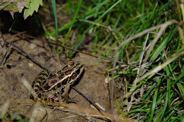 Leopard Frog Sitting in Brown Dirt Near Deep Green Grass