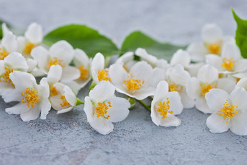 Fototapeta na wymiar jasmine flowers on grey background