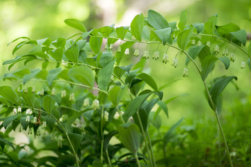 Obraz premium Polygonatum odoratum white forest flowers in bloom, springtime wild flowering plant
