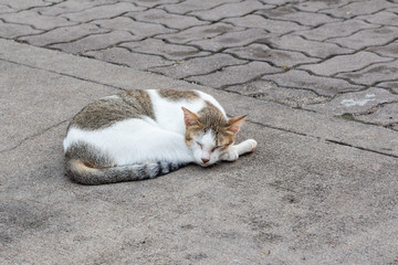 Cat sleeping on sidewalk