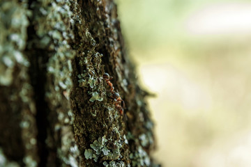 Ants on the bark of a tree, close-up. Ant Trail. Soft focus