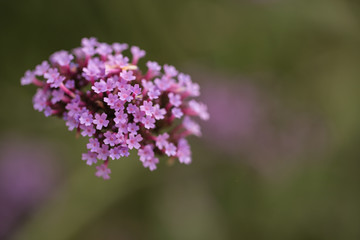 purple flowers on a green background