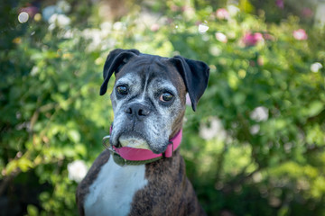 Portrait of an old brindled boxer dog in a park.