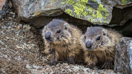 Two baby Alpine marmots hiding in their burrow on Mount Furgler
