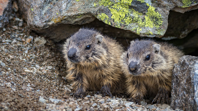 Two baby Alpine marmots hiding in their burrow on Mount Furgler