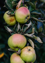 branch full of apples
