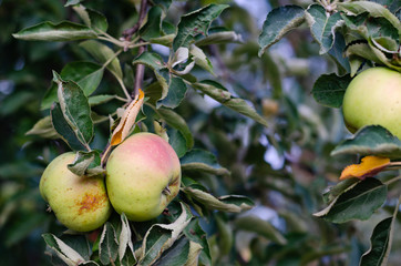apples and leaves