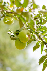 a couple of green apples hanging on a branch