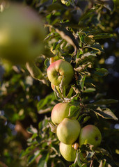 an apple tree at sunset