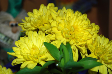 nature, flowers, flower, chrysanthemum, yellow, beautiful, beauty