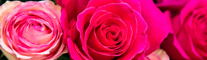 Rosas close up