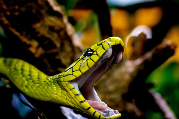 Grüne Mamba