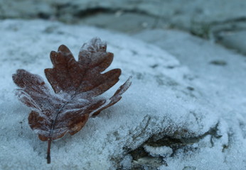 Frost on the leaf.