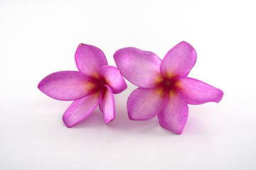 Fototapeta na wymiar Isolated plumeria flowers on the white background.it is beauty. blooming and refreshing
