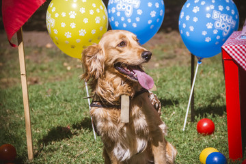 a cocker dog sitting at a party
