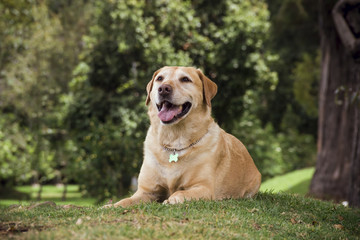 a labrador dog lying on the grass 