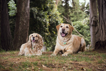 Two dogs lying on the grass between the pines