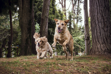  Two dogs running on the grass among the pines