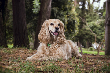 a cocker dog lying on the grass among the pines