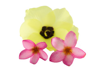 Isolated plumeria flowers on the white background.it is beauty. blooming and refreshing