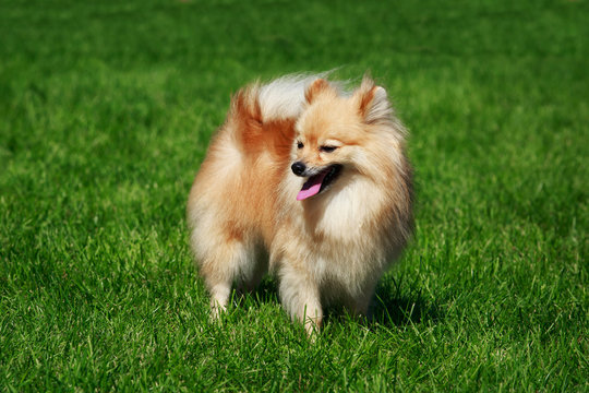 The dog breed pomeranian spitz
