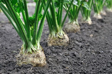  close-up of celery plantation (root vegetables)  in the vegetable garden, selective  focus on foreground
