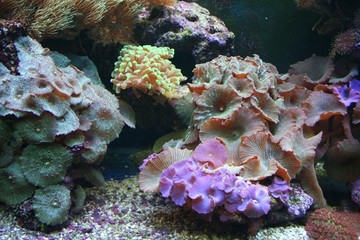 Water-world. Coral garden.